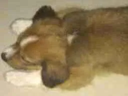 Cachorro raça Vira lata idade 2 a 6 meses nome Cupim