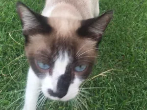 Gato raça  idade  nome Sem nome