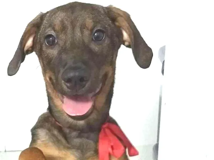 Cachorro ra a Sem raça definida idade 2 a 6 meses nome July
