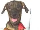 Cachorro raça Sem raça definida idade 2 a 6 meses nome July