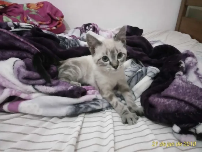 Gato ra a SRD idade 2 a 6 meses nome Tuca