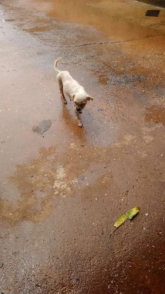 Cachorro ra a Não sabemos idade Abaixo de 2 meses nome Pelúcia