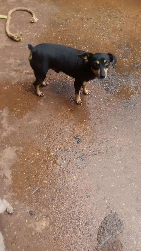 Cachorro ra a Pincher e vira lata idade 2 a 6 meses nome Tob e laila