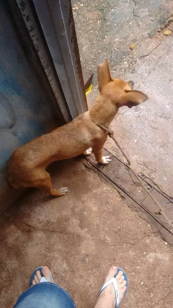 Cachorro ra a Vira lata idade  nome Laila