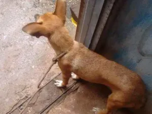 Cachorro raça Vira lata idade  nome Laila
