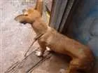 Cachorro raça Vira lata idade  nome Laila