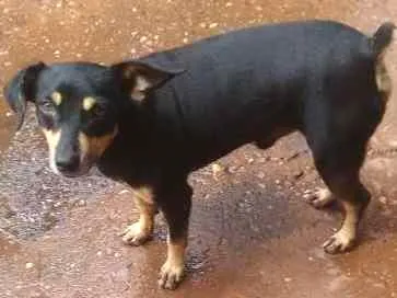 Cachorro ra a Pincher e vira lata idade 2 a 6 meses nome Tob e laila