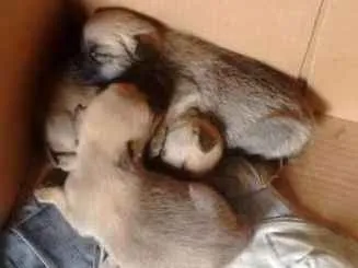 Cachorro ra a Não sabemos idade Abaixo de 2 meses nome Pelúcia