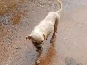 Cachorro raça Não sabemos idade Abaixo de 2 meses nome Pelúcia