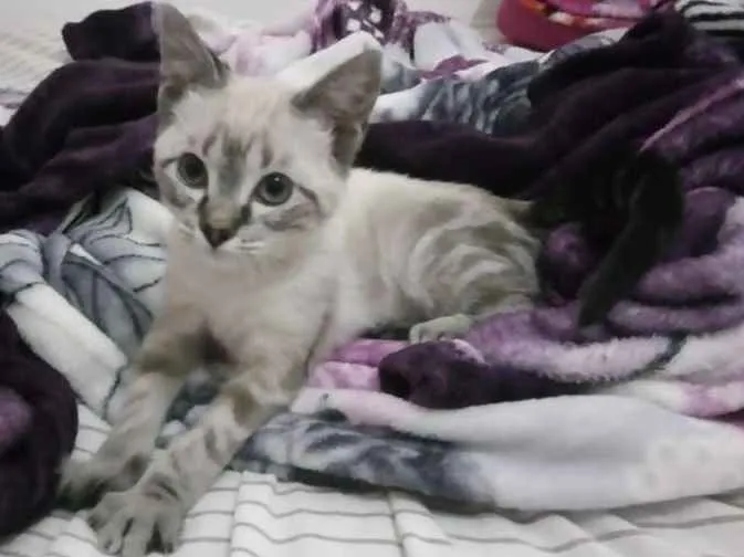 Gato ra a SRD idade 2 a 6 meses nome Tuca