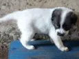 Bella