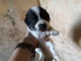 Bella