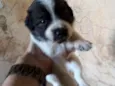Bella