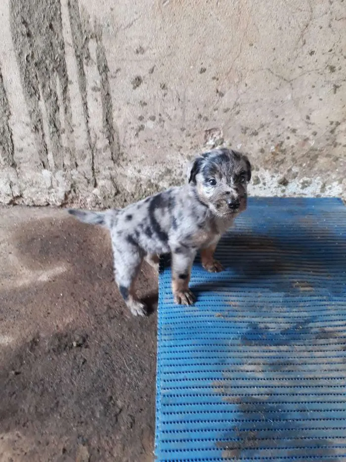 Cachorro ra a SRD idade Abaixo de 2 meses nome Billi