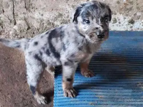 Cachorro ra a SRD idade Abaixo de 2 meses nome Billi