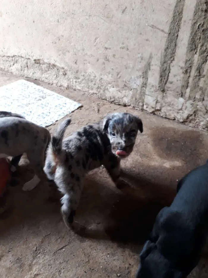 Cachorro ra a SRD idade Abaixo de 2 meses nome Billi
