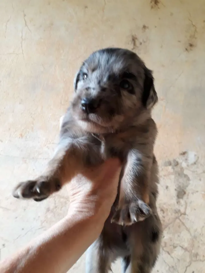 Cachorro ra a SRD idade Abaixo de 2 meses nome Billi