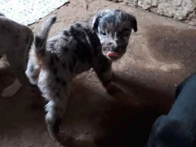 Cachorro ra a SRD idade Abaixo de 2 meses nome Billi