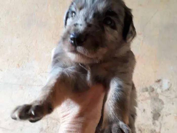 Cachorro ra a SRD idade Abaixo de 2 meses nome Billi