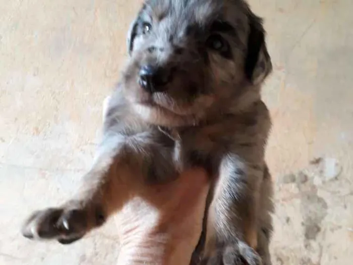 Cachorro ra a SRD idade Abaixo de 2 meses nome Billi