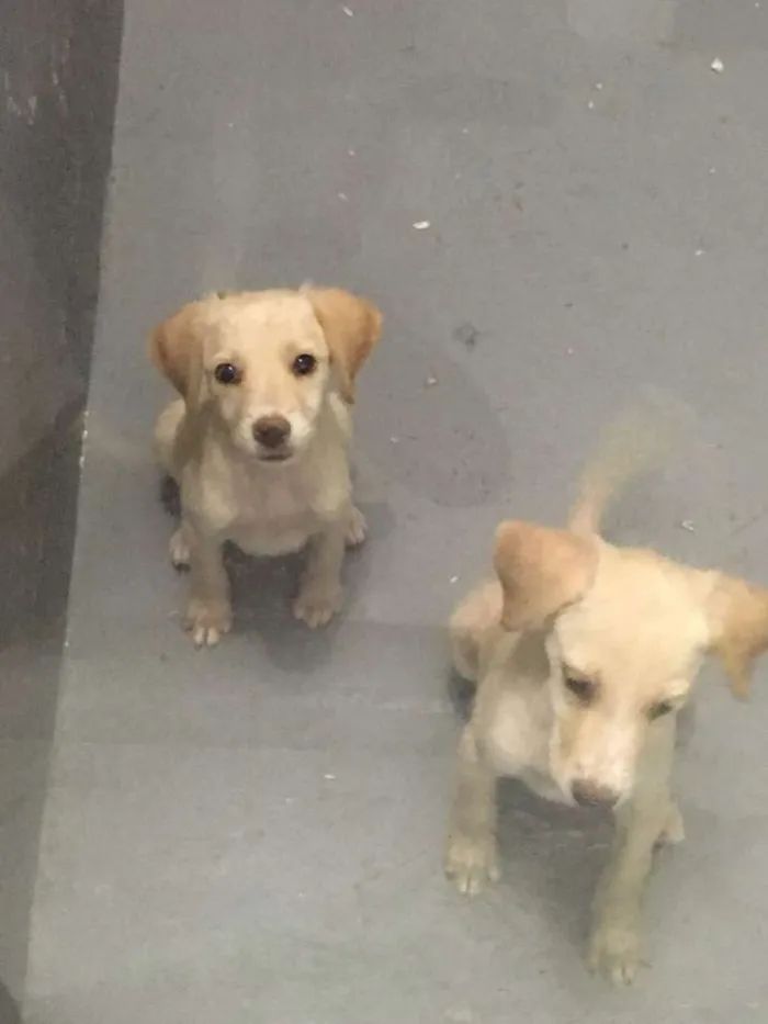 Cachorro ra a Srd idade 2 a 6 meses nome Sem nome