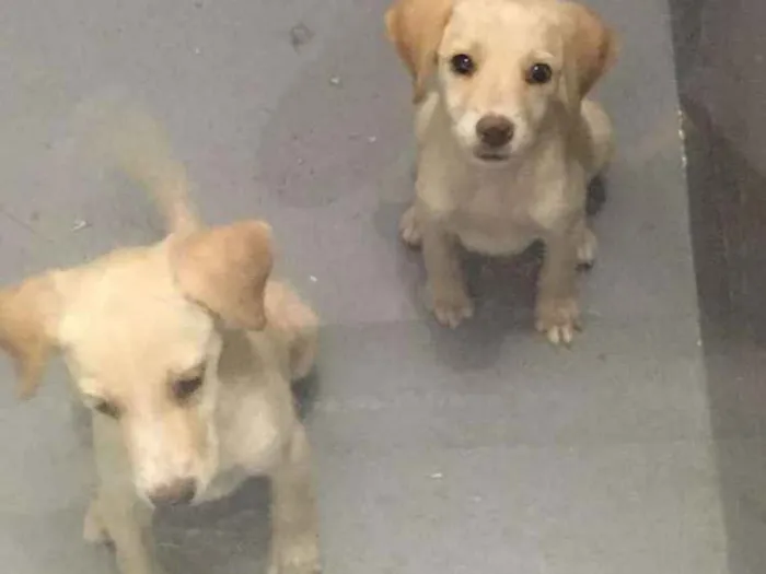 Cachorro ra a Srd idade 2 a 6 meses nome Sem nome