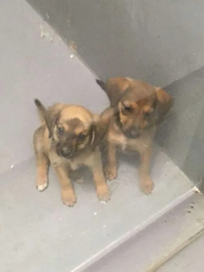 Cachorro ra a Srd idade 2 a 6 meses nome Sem nome