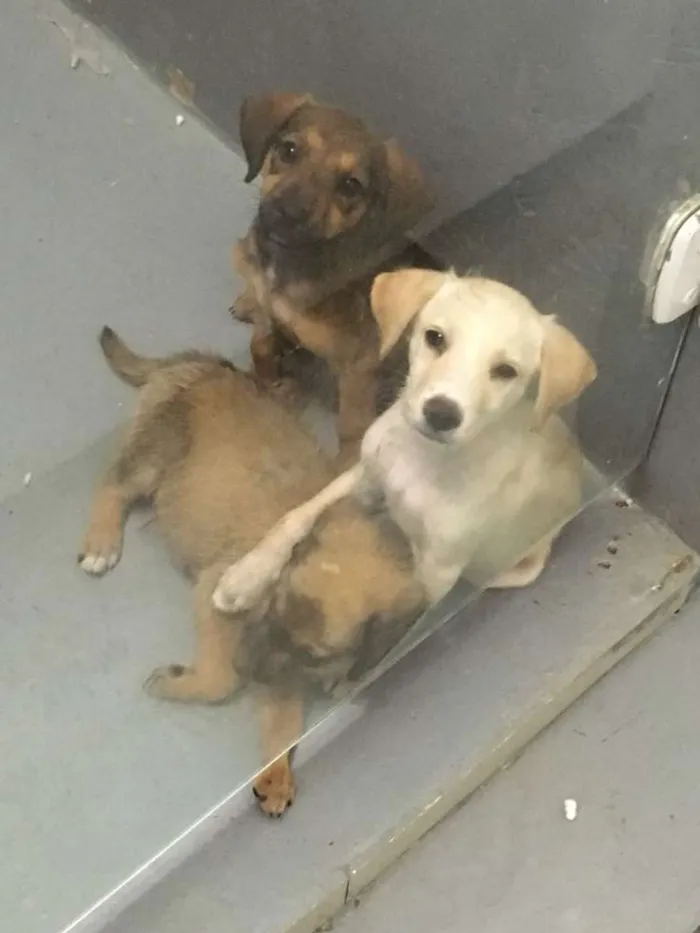 Cachorro ra a Srd idade 2 a 6 meses nome Sem Nome