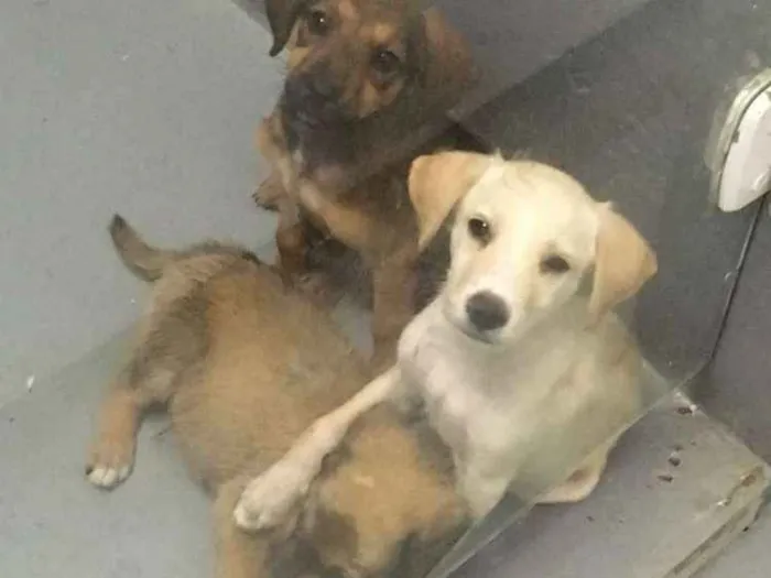 Cachorro ra a Srd idade 2 a 6 meses nome Sem Nome