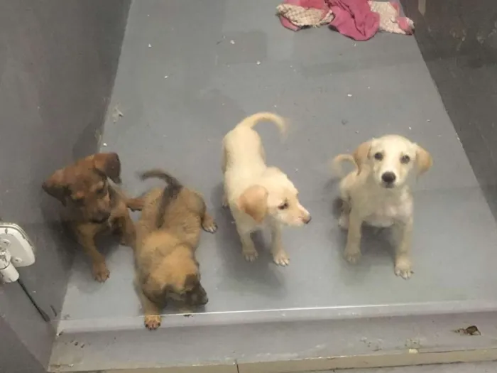 Cachorro ra a Srd idade 2 a 6 meses nome Sem nome