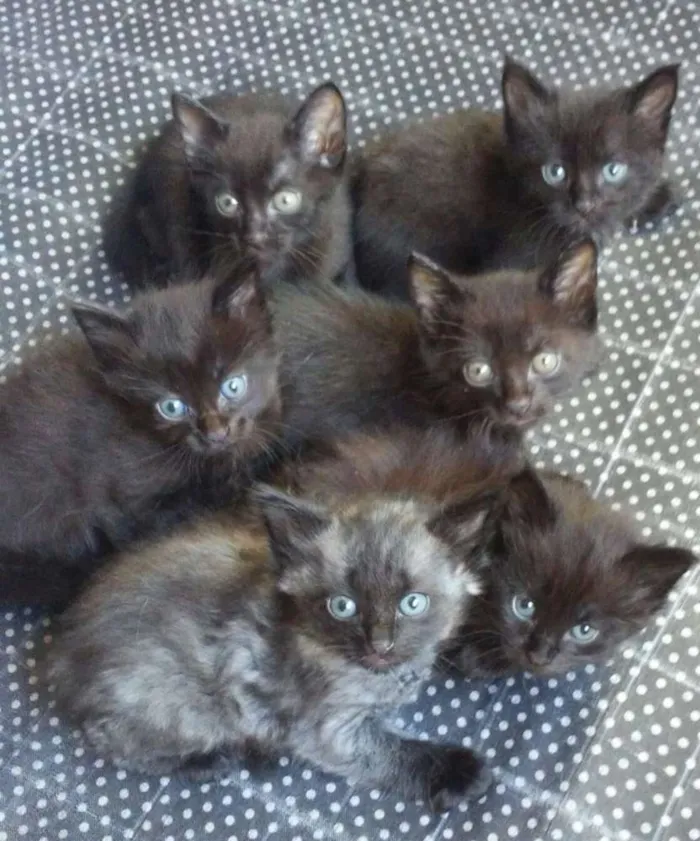 Gato ra a Peludo idade Abaixo de 2 meses nome Sao 6 gatos