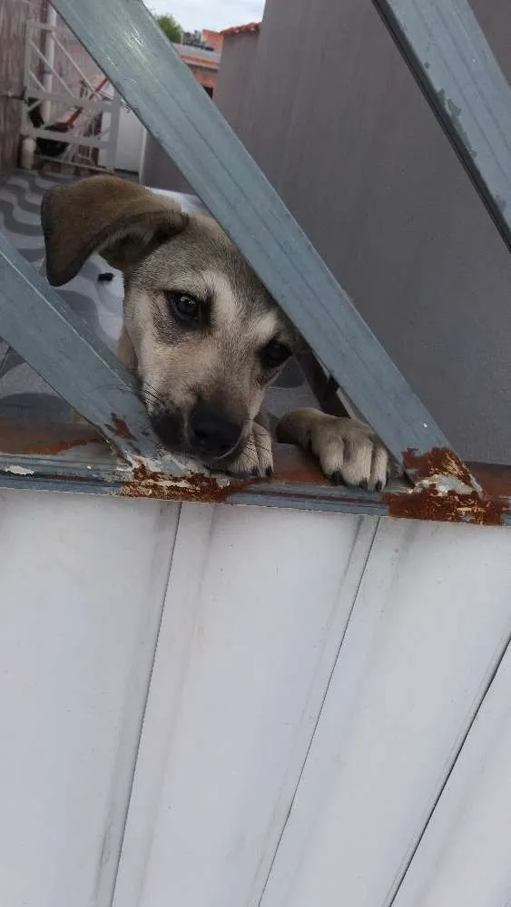 Cachorro ra a Não definida idade 2 a 6 meses nome Caramelo 
