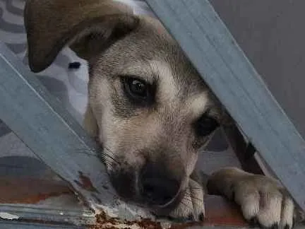 Cachorro ra a Não definida idade 2 a 6 meses nome Caramelo 