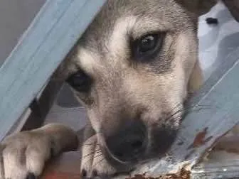Cachorro ra a Não definida idade 2 a 6 meses nome Caramelo 