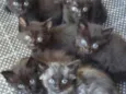 Sao 6 gatos