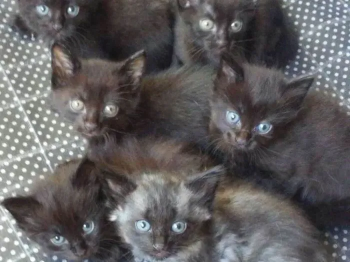 Gato ra a Peludo idade Abaixo de 2 meses nome Sao 6 gatos