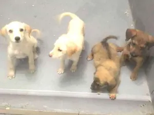 Cachorro raça Srd idade 2 a 6 meses nome Sem nome