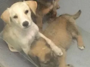 Cachorro raça Srd idade 2 a 6 meses nome Sem Nome