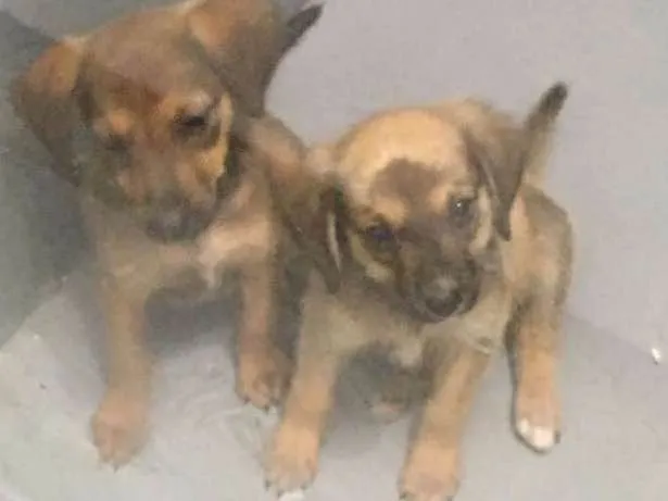 Cachorro ra a Srd idade 2 a 6 meses nome Sem nome