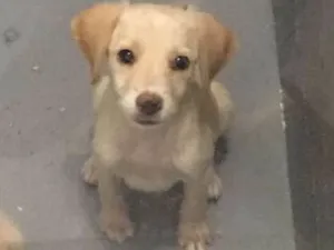 Cachorro raça Srd idade 2 a 6 meses nome Sem nome