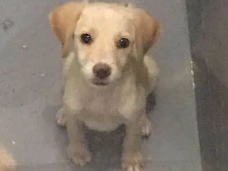 Cachorro ra a Srd idade 2 a 6 meses nome Sem nome