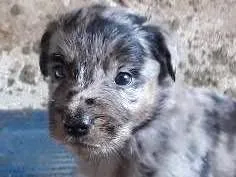 Cachorro ra a SRD idade Abaixo de 2 meses nome Billi