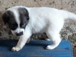 Cachorro raça SRD idade Abaixo de 2 meses nome Bella