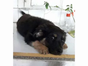 Cachorro raça Indefinida idade Abaixo de 2 meses nome Sem nome