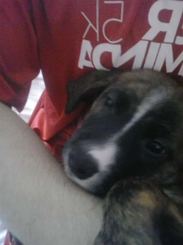 Cachorro ra a vira lata idade Abaixo de 2 meses nome Laila