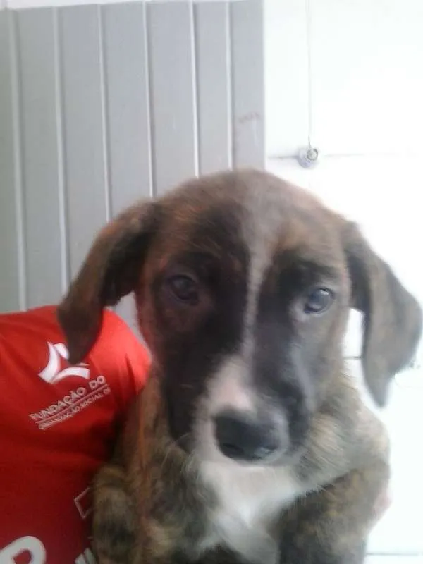 Cachorro ra a vira lata idade Abaixo de 2 meses nome Laila
