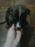 Laila