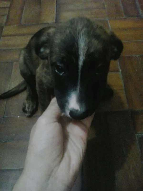 Cachorro ra a vira lata idade Abaixo de 2 meses nome Laila