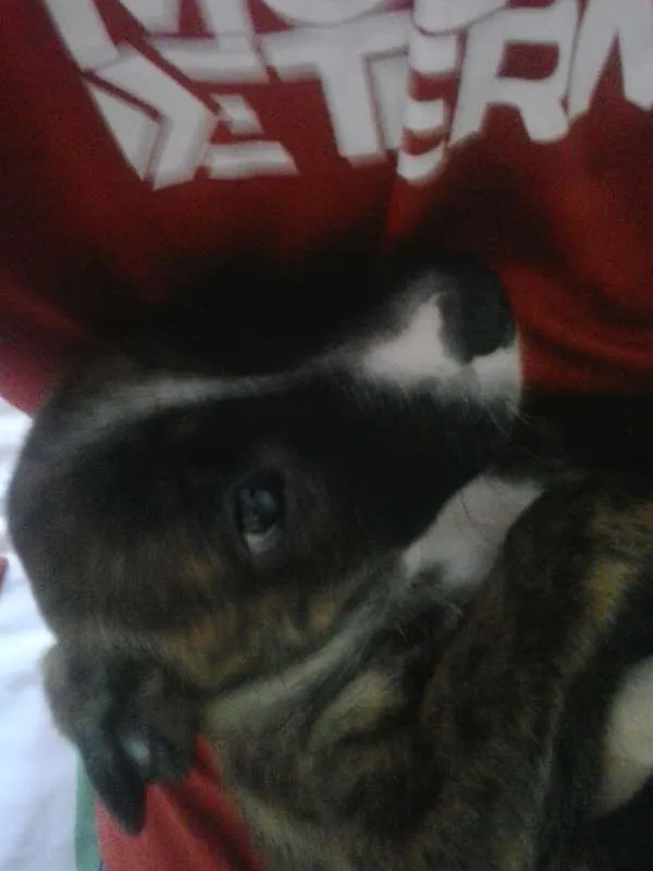 Cachorro ra a vira lata idade Abaixo de 2 meses nome Laila
