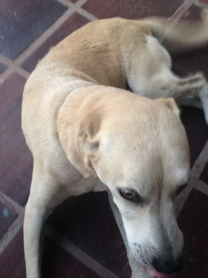 Cachorro raça Vira lata idade 6 ou mais anos nome Maia 